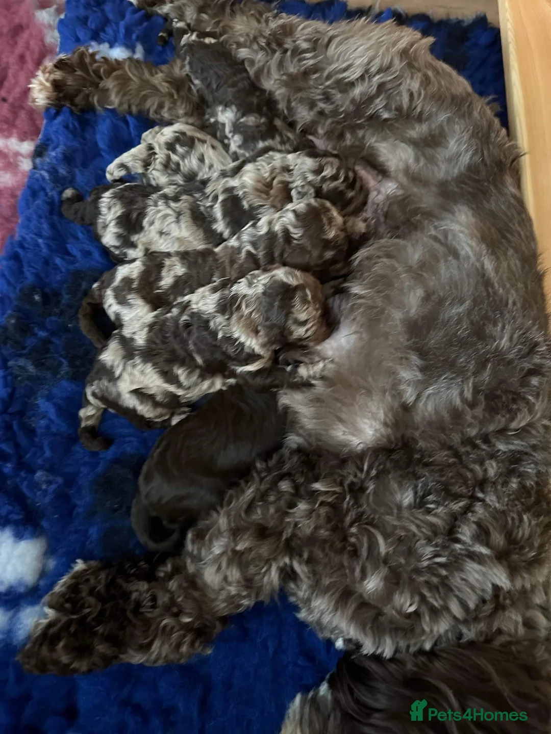 Miniature Poodle dogs for stud: Proven Chocolate Merle Poodle available for stud in Saint Austell - Advert 13