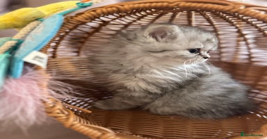 British Longhair cats - Advert 7