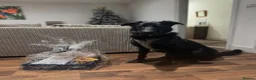 German Shepherd dogs for sale: Healthy German Shepherd Puppies - Advert 8