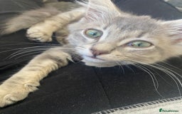 British Longhair cats for sale: Beautiful grey kitten  - Image 4