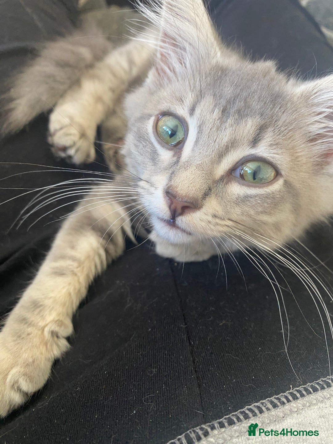 British Longhair cats for sale: Beautiful grey kitten  - Image 4