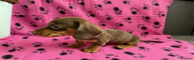 Miniature Dachshund Puppy 4