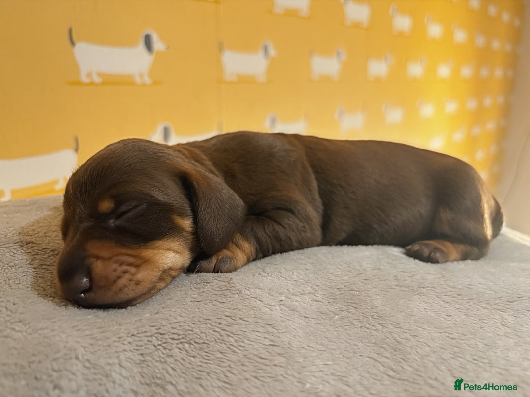 Miniature Dachshund dogs for sale: 🐾 Miniature Dachshund Puppies for Sale! 🐾 - Advert 6