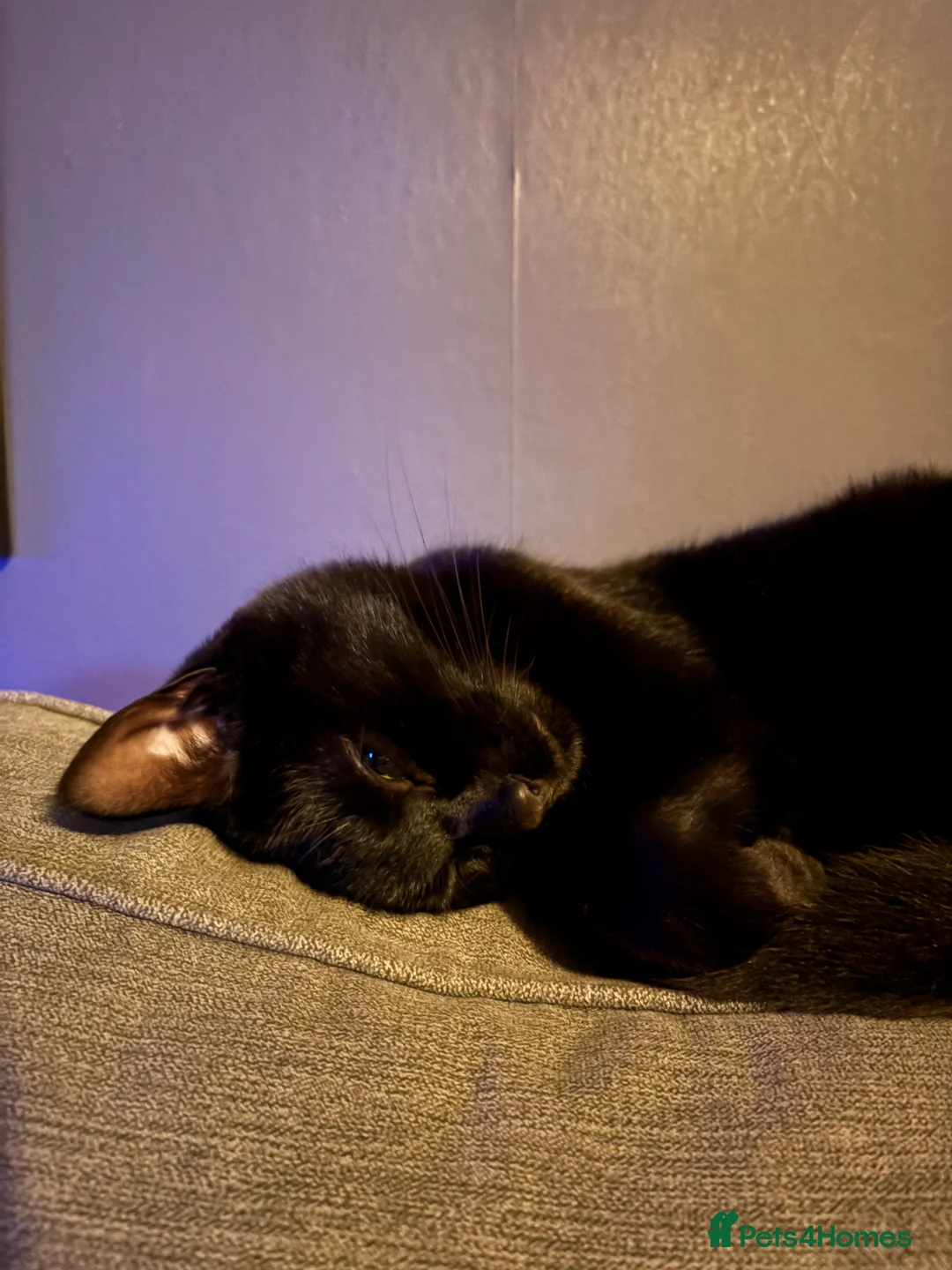 Mixed Breed cats for sale: Jiji - Black Bengal Mix - Advert 5