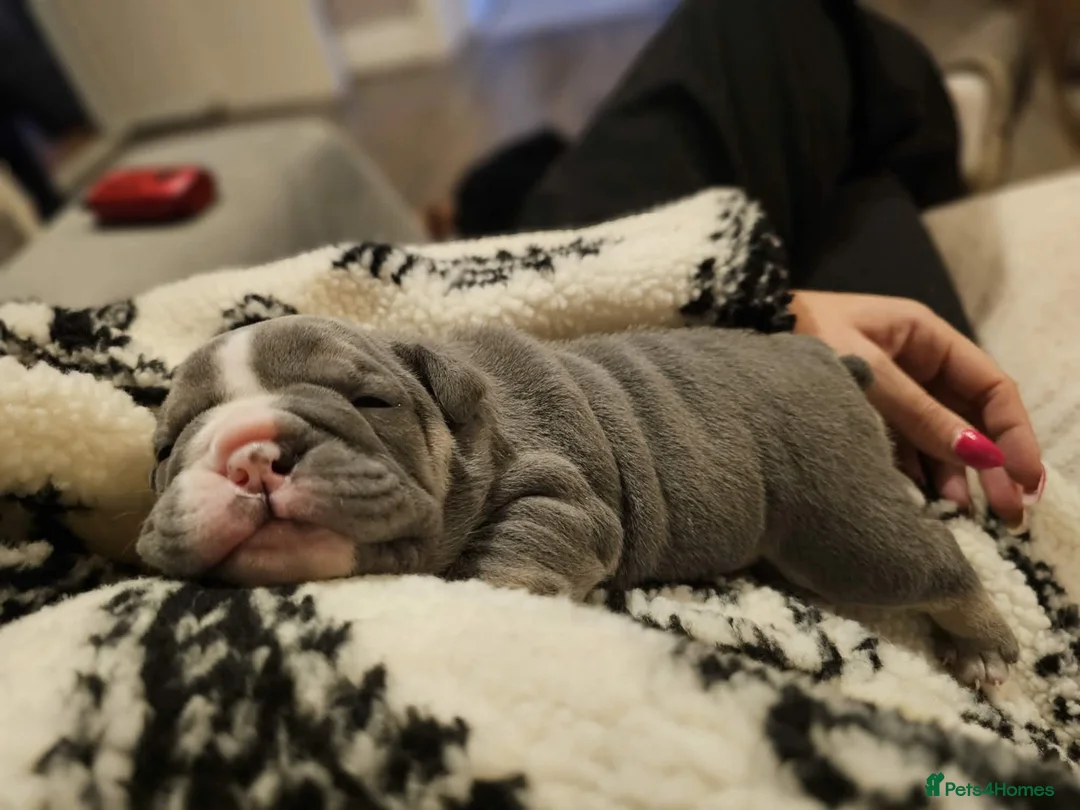 Mixed Breed dogs for sale: English bulldogs  - Advert 2