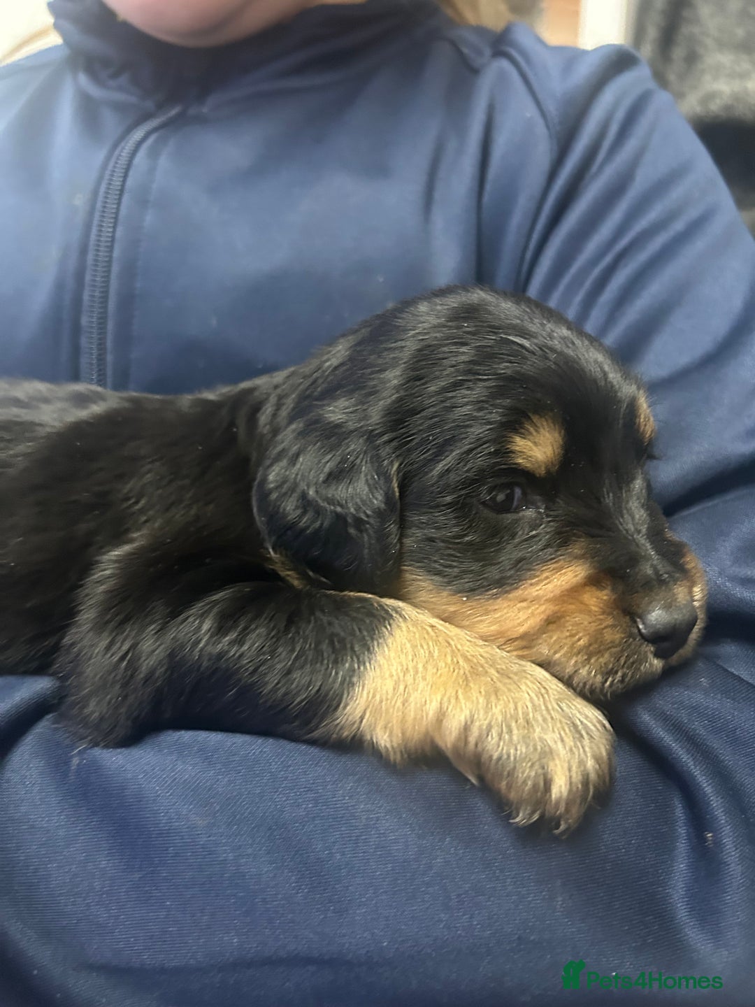 Sprocker dogs for sale: 7 beautiful sprockers for sale  - Advert 6