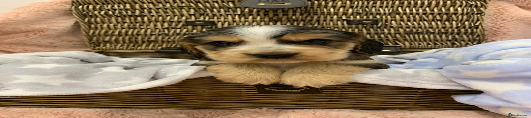 Sable flash