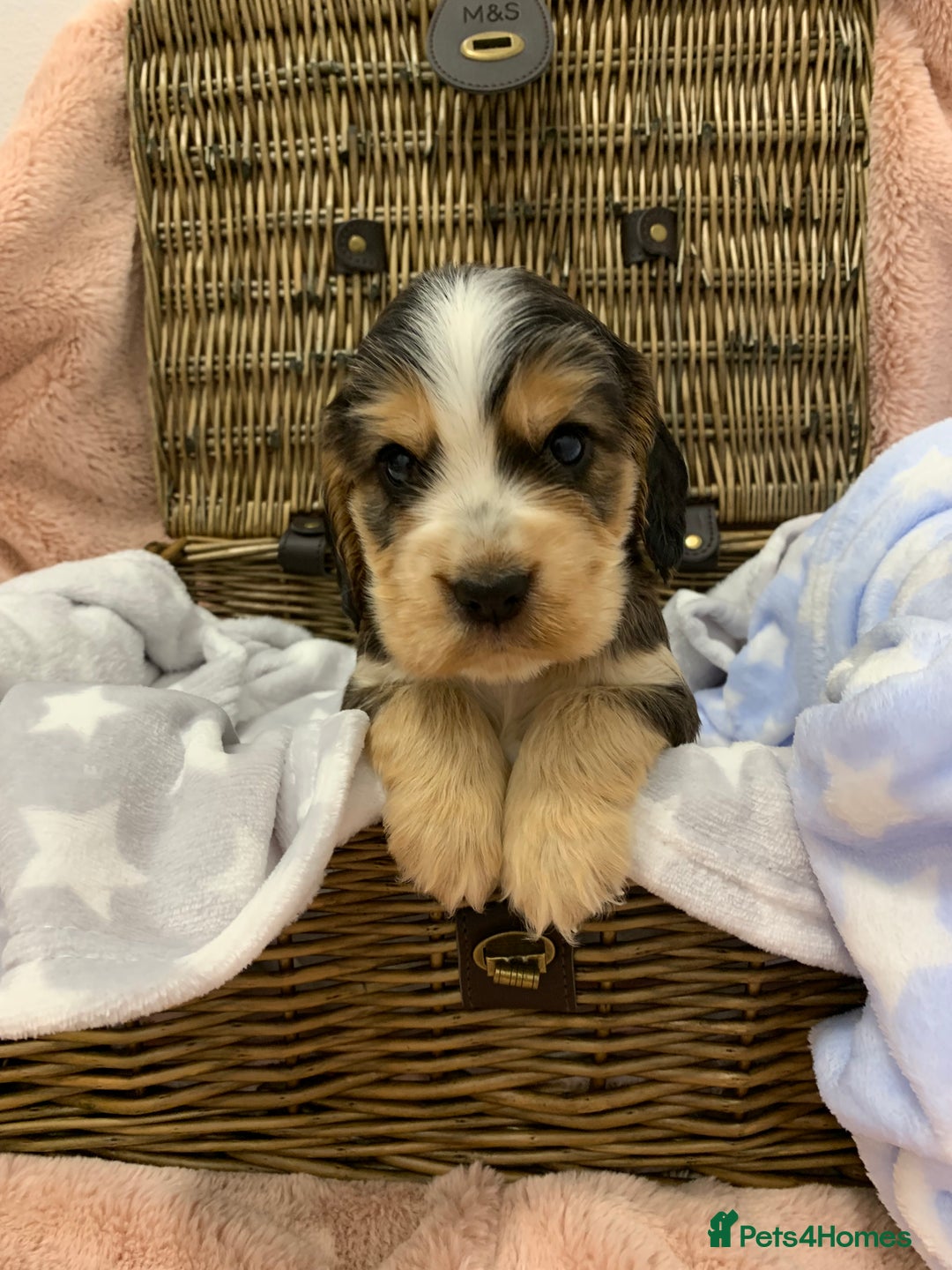 Cocker Spaniel dogs for sale: Health tested KC reg show type cocker spaniels  in Abergele - Image 24