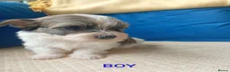 Havanese dogs for sale: Stunning full breed havanese puppies. 6 boys avail - Advert 5