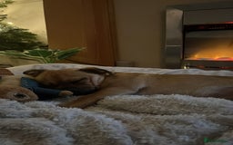 Jug dogs for stud: Archie  - Image 10