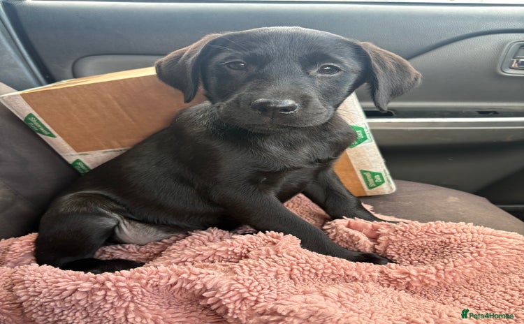 Labrador Retriever dogs - Advert 4