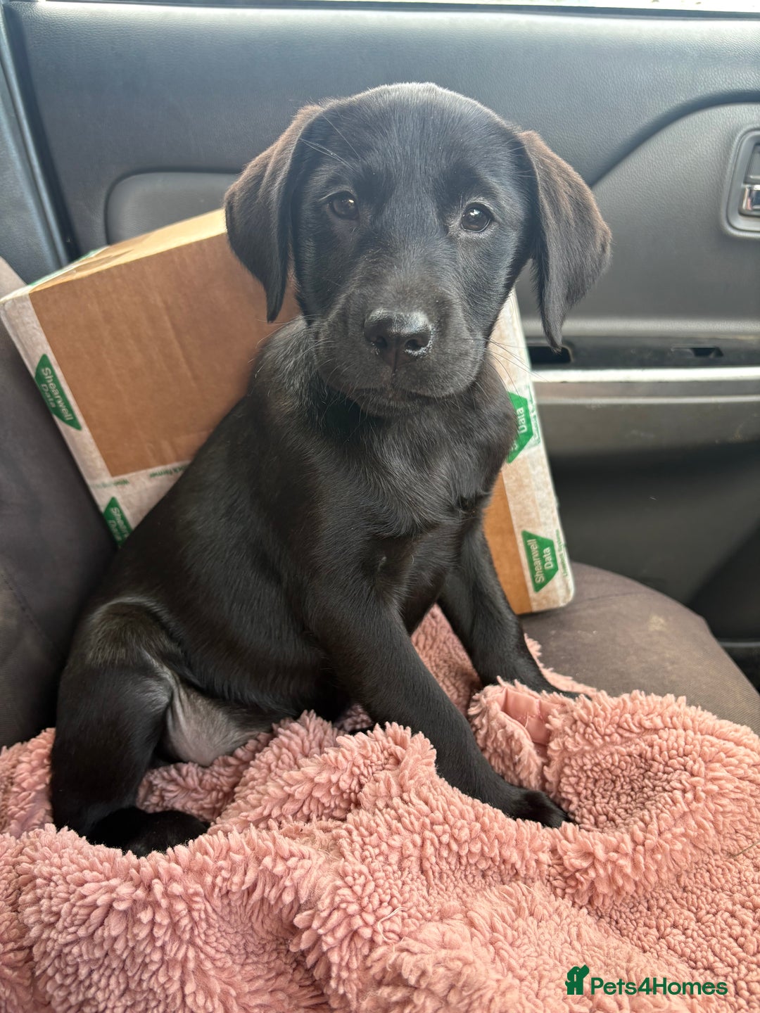 Labrador Retriever dogs for sale: ⭐️READY TO GO NOW⭐️KC Reg Labrador Puppies  - Image 1