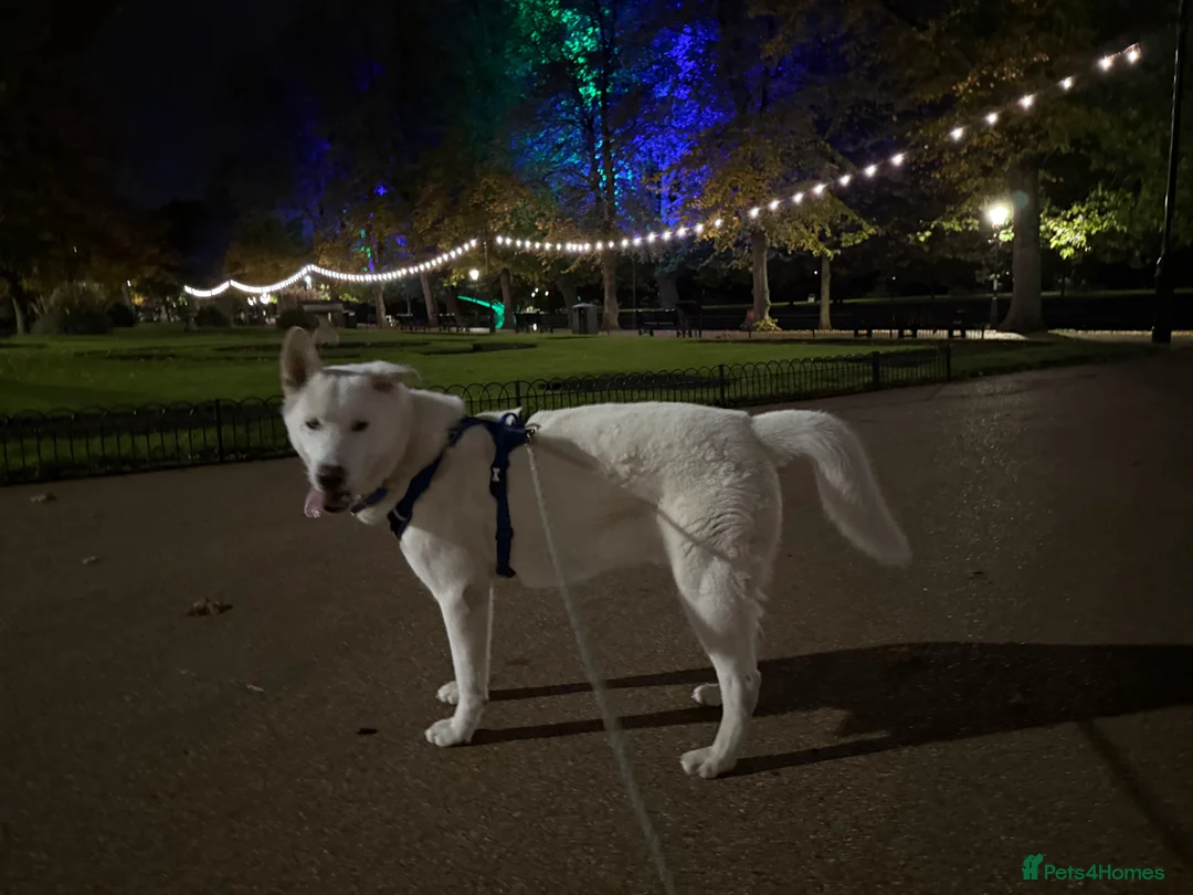 Siberian Husky dogs for stud: Stunning all white Husky stud - Advert 4