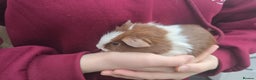 Guinea Pig rodents for sale: Young Guinea Pigs - Advert 2
