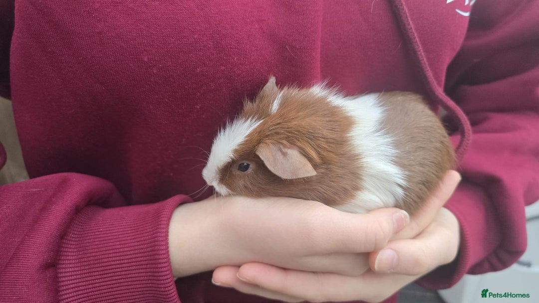Guinea Pig rodents for sale: Young Guinea Pigs - Advert 2