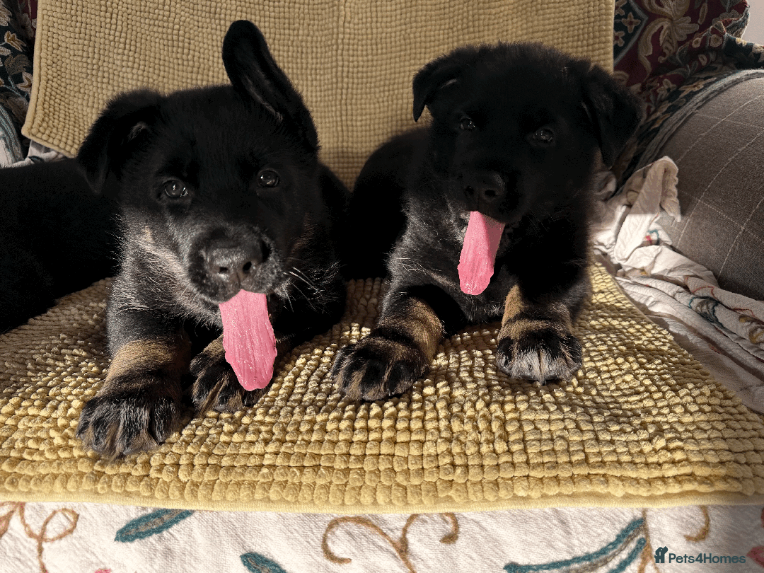German Shepherd dogs for sale: ONE EXCLUSIVE FEMALE GSD PUP, HOME RARED AND BRED. - Advert 28