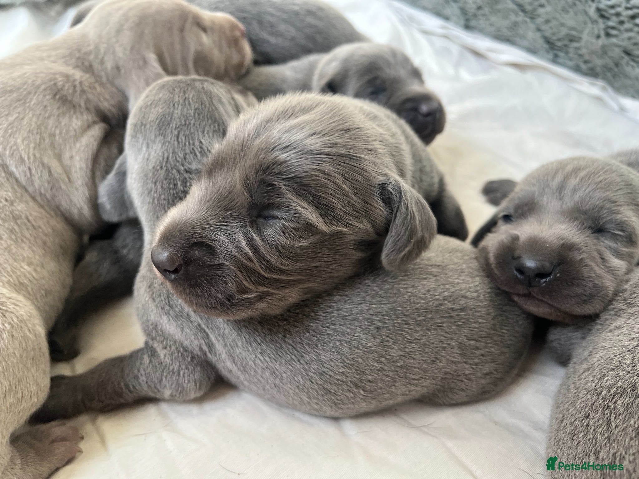Weimaraner dogs for sale: BLUE and SILVER Purebred pups from KC reg Weims - Advert 25