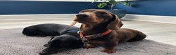 Miniature Dachshund dogs for stud: 4kg KC tiny expert STUD solid genes 100% record in Rochdale - Advert 9