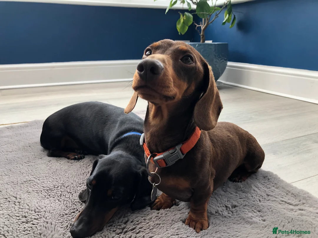 Miniature Dachshund dogs for stud: 4kg KC tiny expert STUD solid genes 100% record in Rochdale - Advert 9