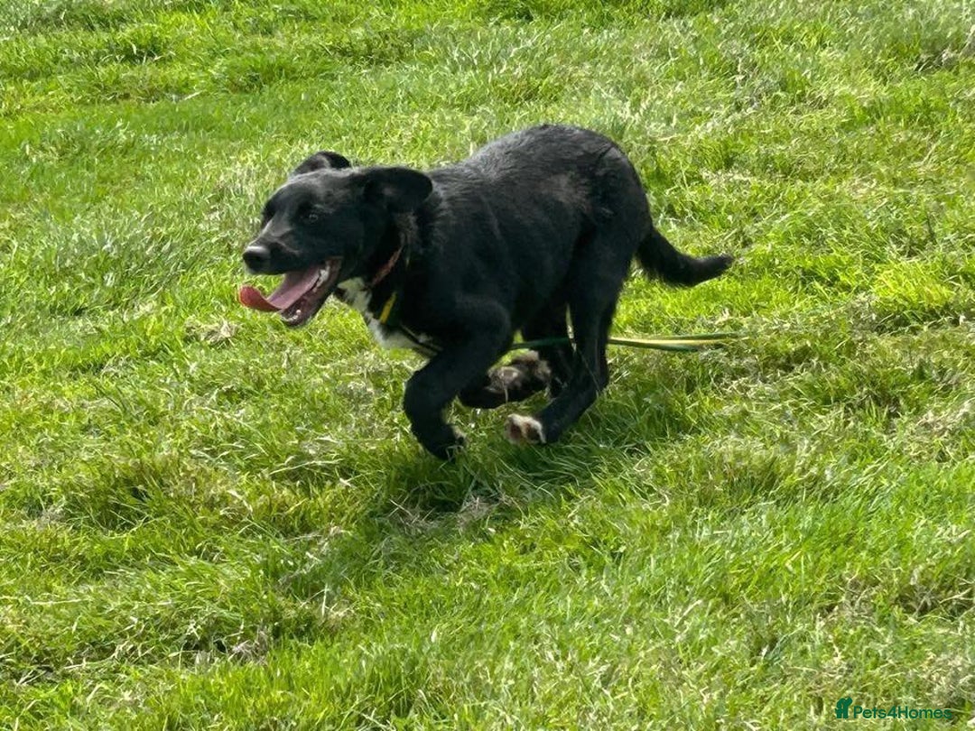 Mixed Breed dogs for adoption: Barney - Norwich norfolk  - Image 24