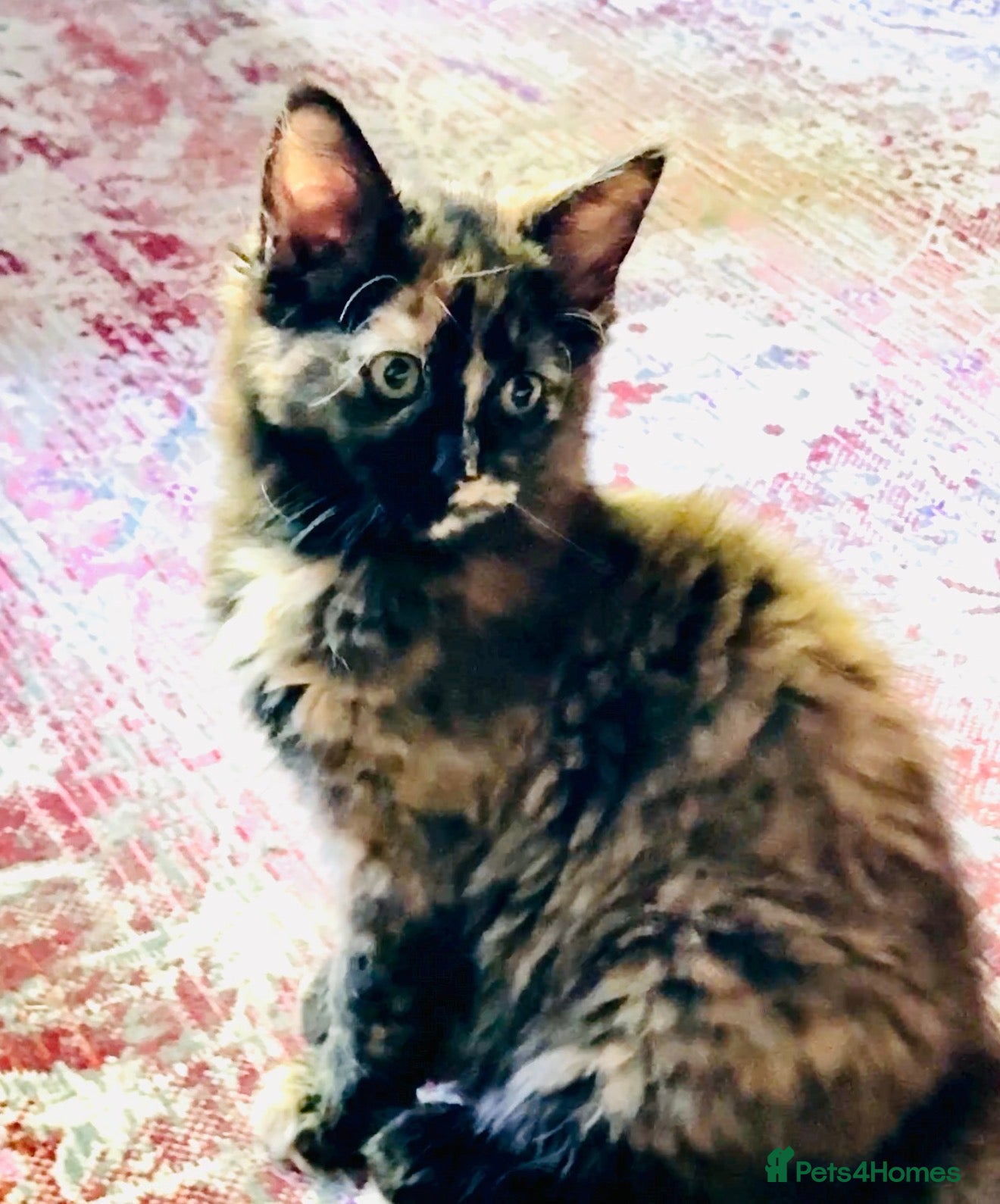 Maine Coon cats Rare *Ragcoon* Kittens *last one left - Advert 5