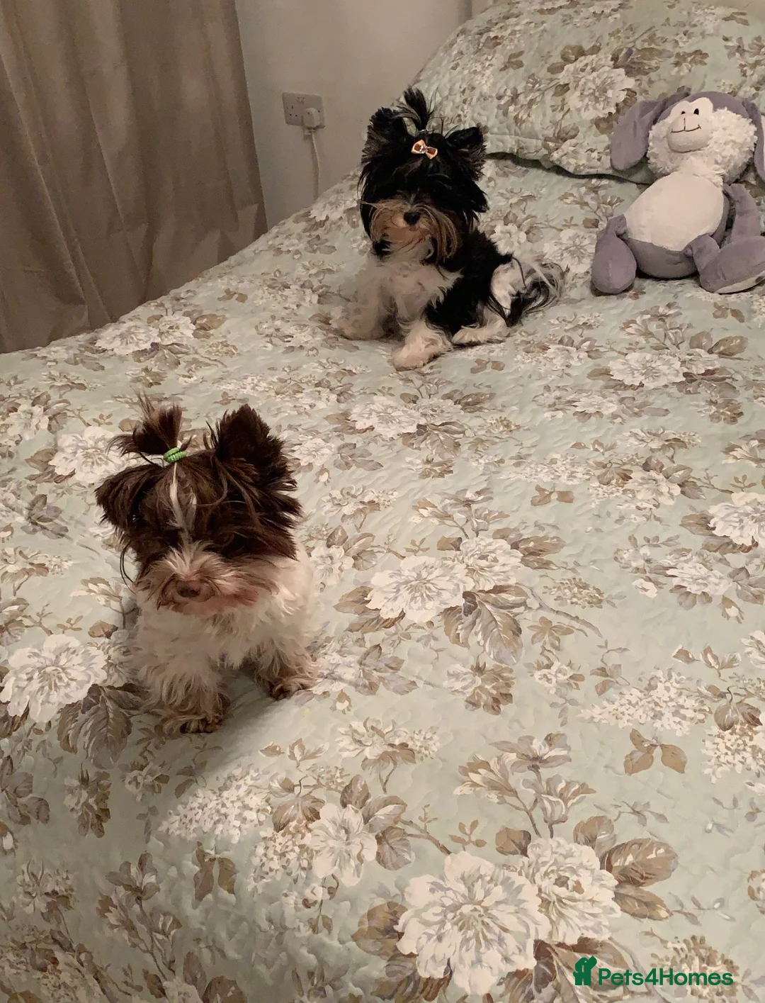 Biewer Terrier dogs for sale: 🩶🤍🐾🐶 Biewer-Biro Champion Heritage pups 🐶🤍🩶 in Chatteris - Advert 35