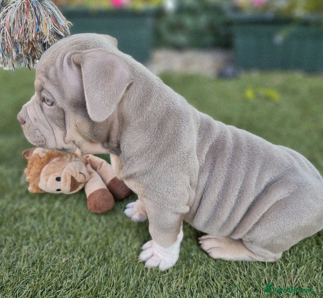 American Bully dogs for sale: Pocket bully  - Image 8