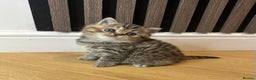 British Shorthair cats for sale: Gorgeous Brown Tabby BSH Kittens - Advert 7