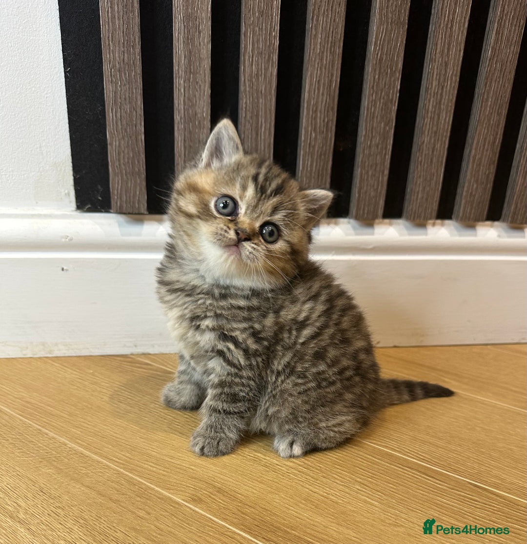British Shorthair cats for sale: Gorgeous Brown Tabby BSH Kittens - Advert 7