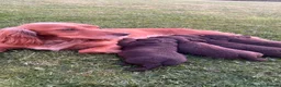 Cocker Spaniel dogs for sale:  Chocolate working cocker spaniel puppy in Shrewsbury - Advert 2