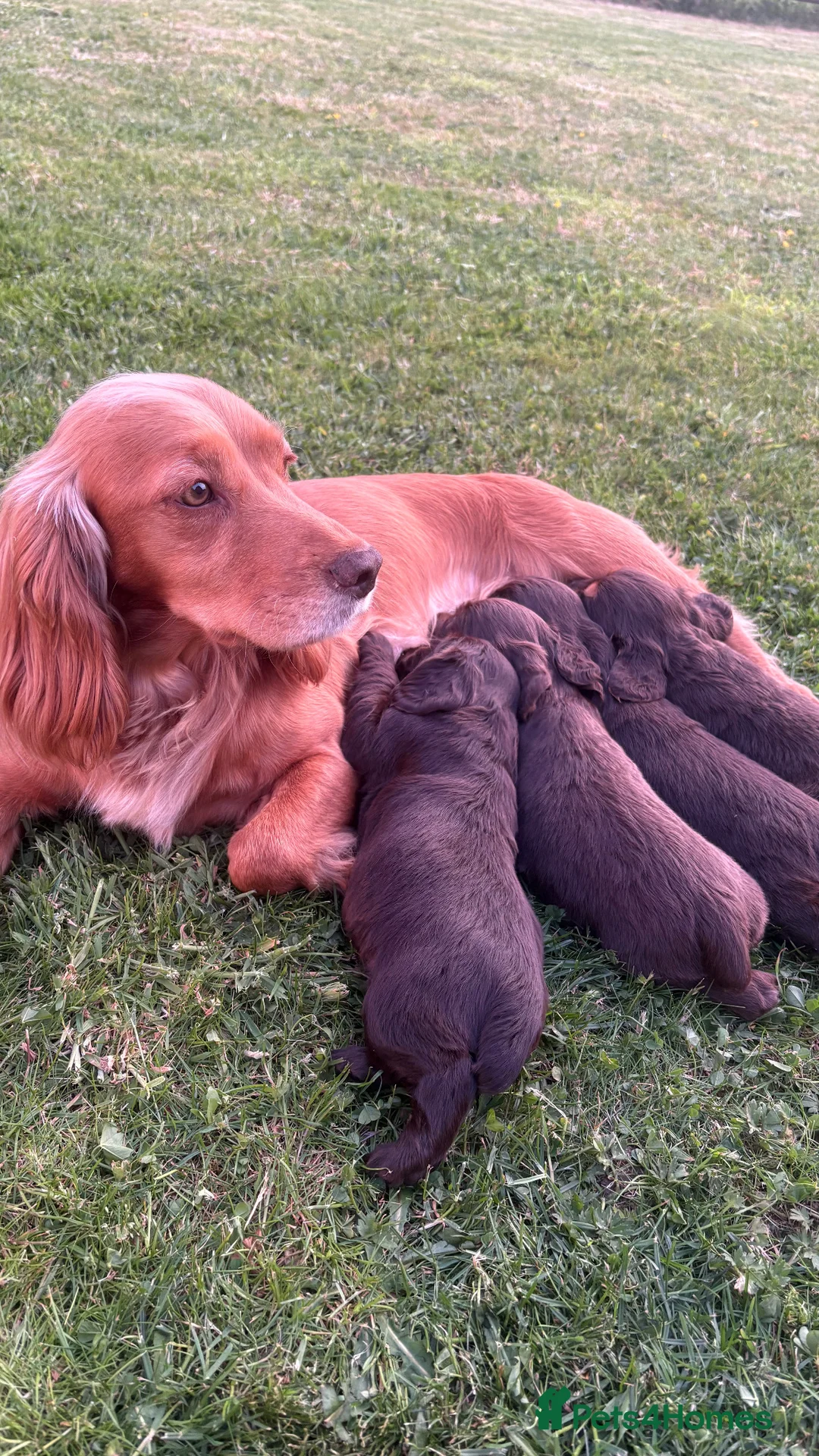 Cocker Spaniel dogs for sale:  Chocolate working cocker spaniel puppy in Shrewsbury - Advert 2