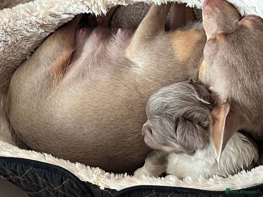 Chihuahua dogs for sale: chihuahua boy puppies  - Advert 19