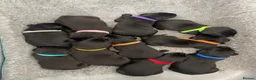Labrador Retriever dogs for sale: 🐾 EXQUISITE BLACK LABRADOR PUPPIES 🐾 - Advert 20