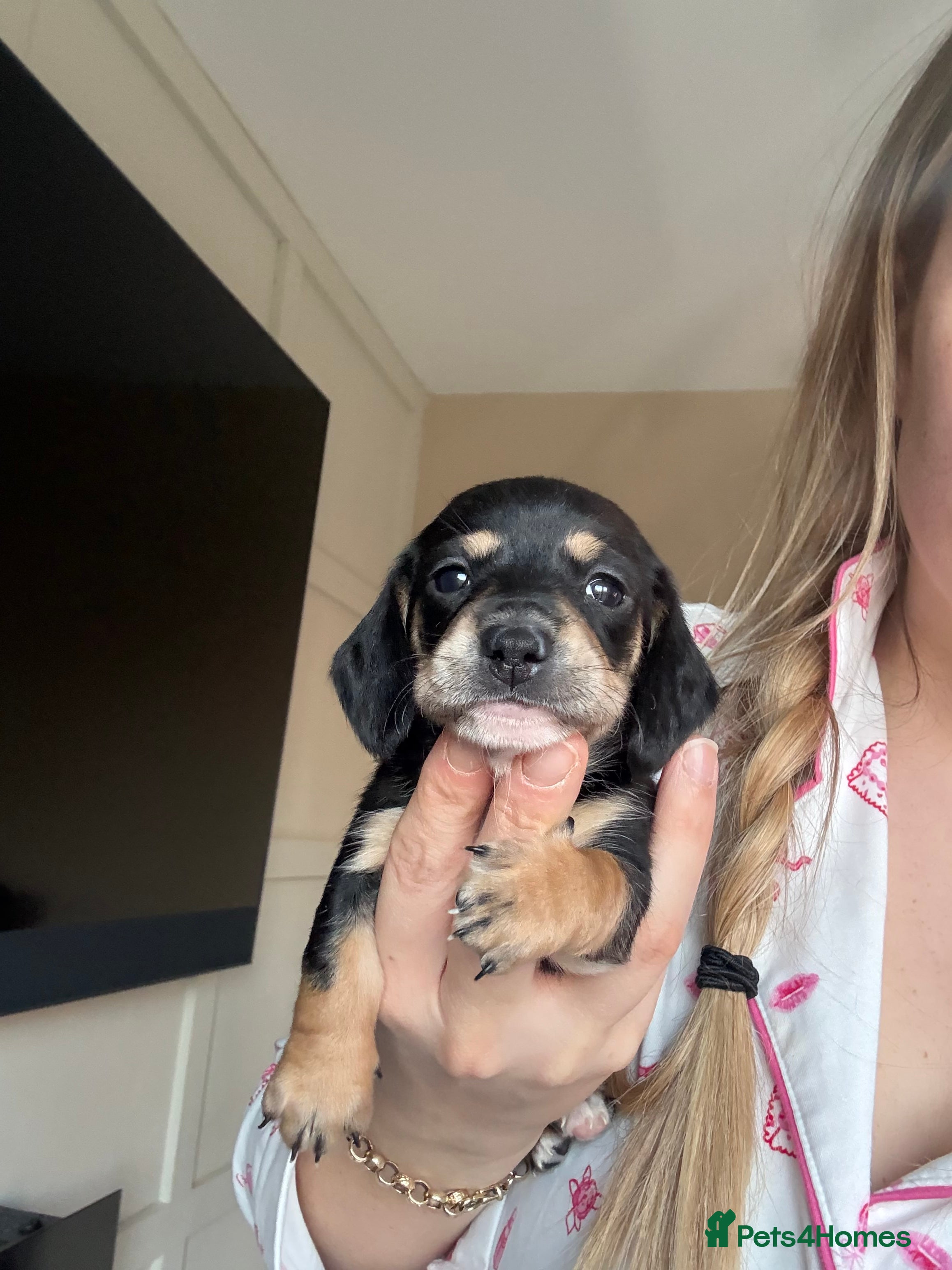 Miniature Dachshund dogs Gorgeous miniature dachshund! Reduced! Last one! - Advert 12