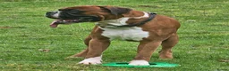 Boxer dogs for stud: First time stud, Bruce in Coulsdon - Advert 30