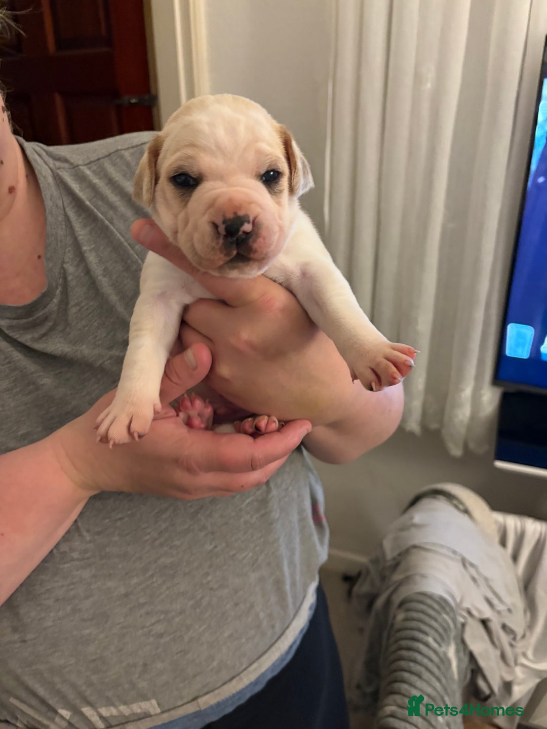 Mixed Breed dogs for sale: Staffie puppy’s  - Advert 3
