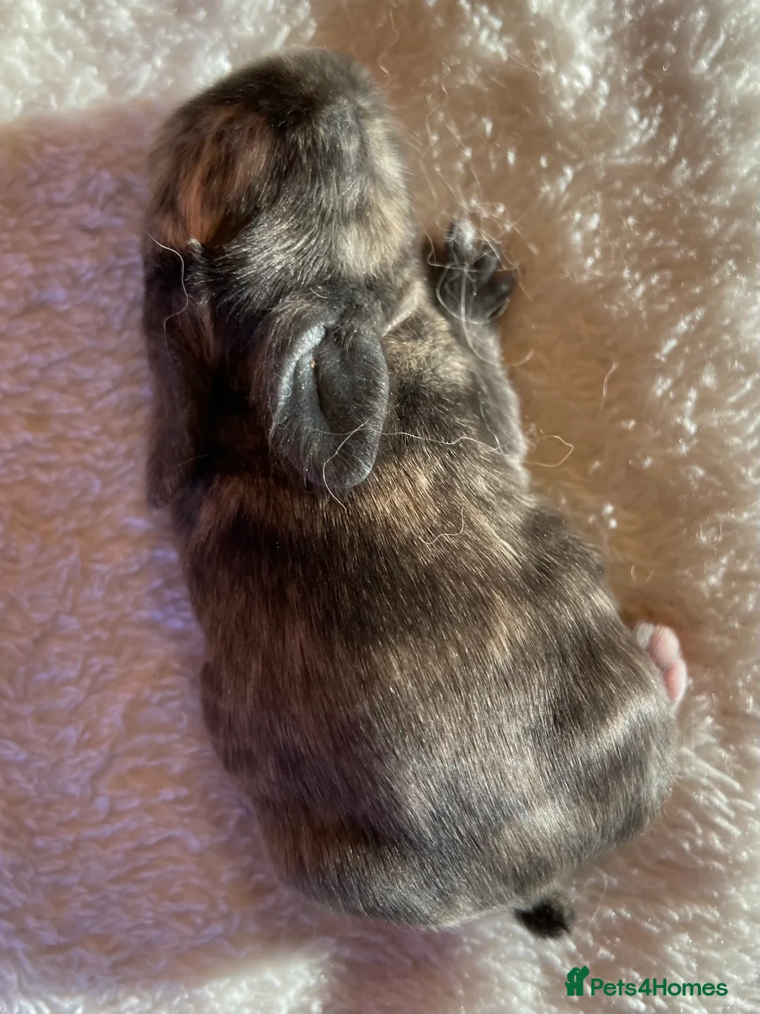 Mini Lop rabbits for sale: Mini Lop Rabbits Waitlist 2026 - Advert 6