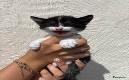 Mixed Breed cats for sale: 4 Kittens  - Image 12