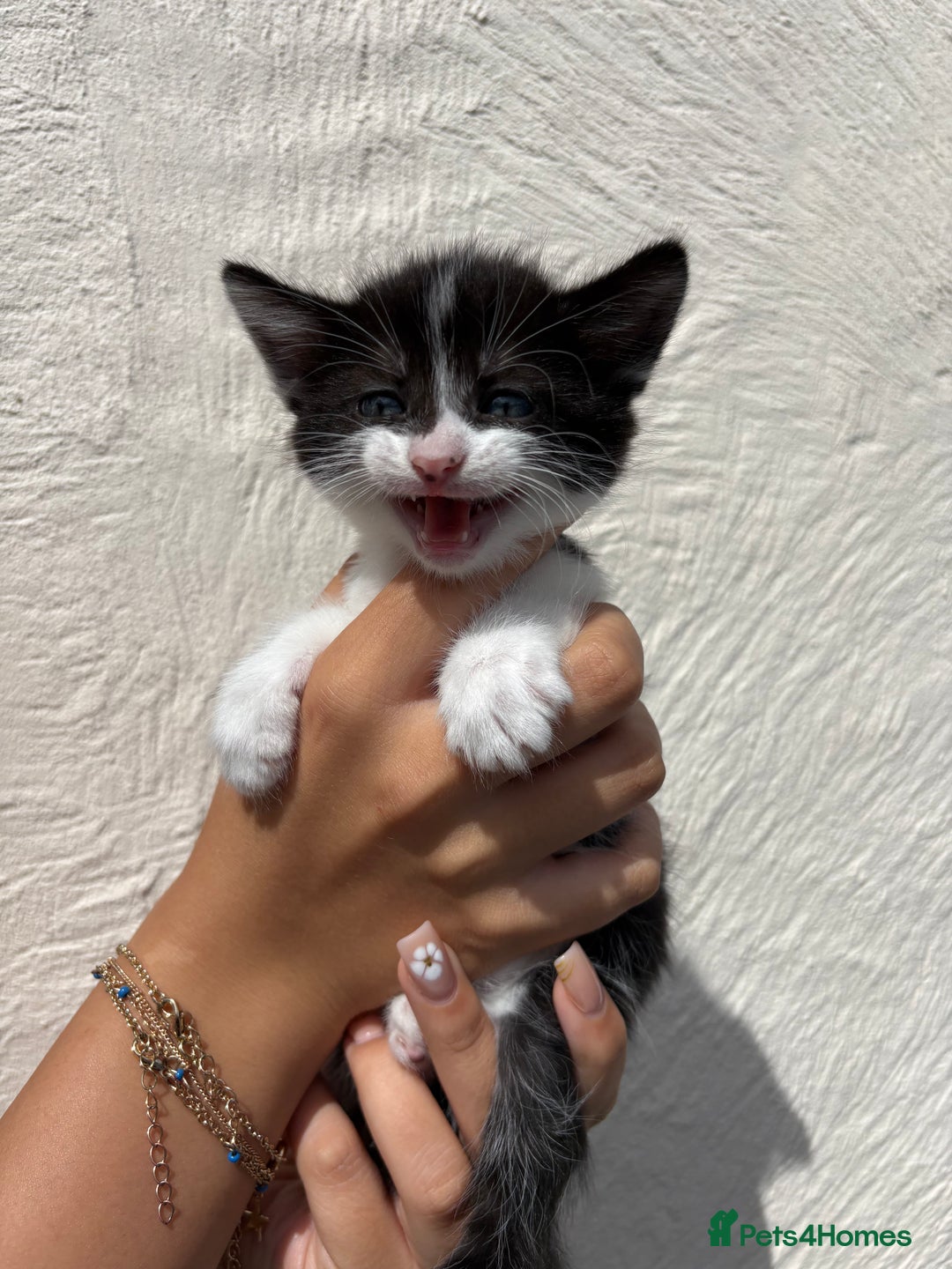 Mixed Breed cats for sale: 4 Kittens  - Image 12