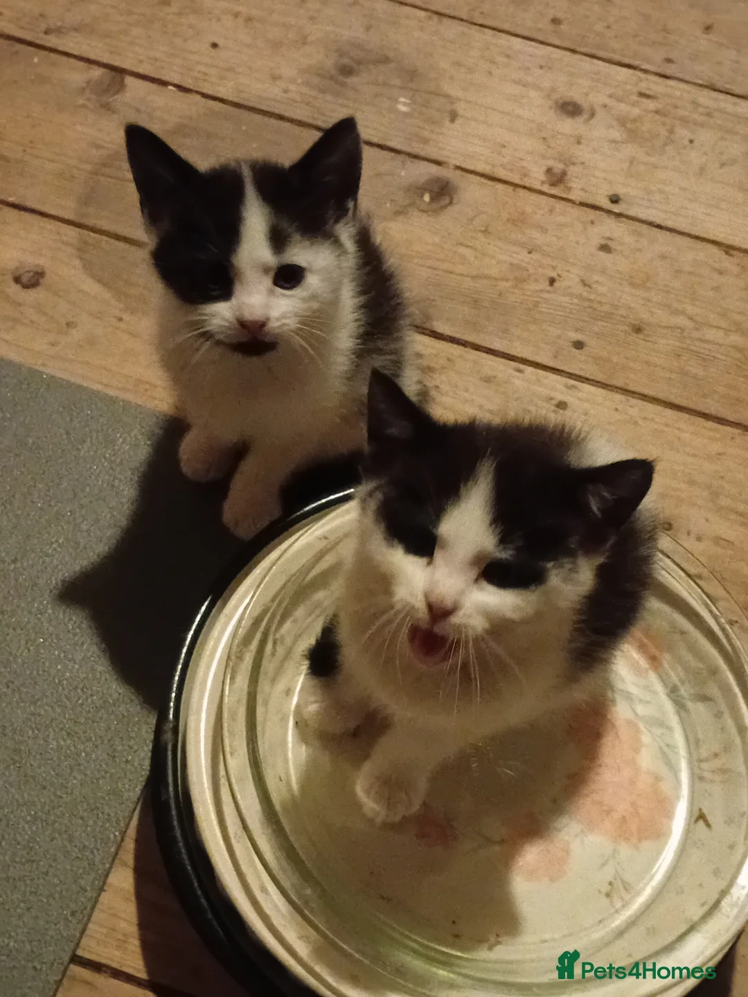 Domestic Shorthair cats for sale: Mixture of cats and kittens - Advert 8