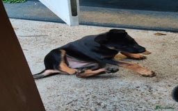 Belgian Shepherd Dog dogs for sale: 6 adorable Belgian malinois puppy's for sale  - Image 4