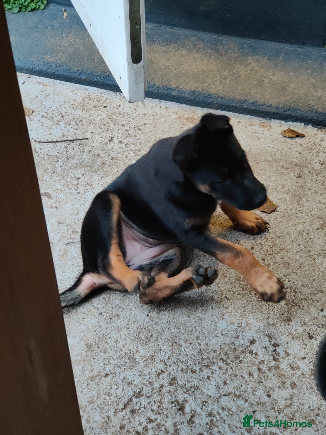 Belgian Shepherd Dog dogs for sale: 6 adorable Belgian malinois puppy's for sale  - Image 4