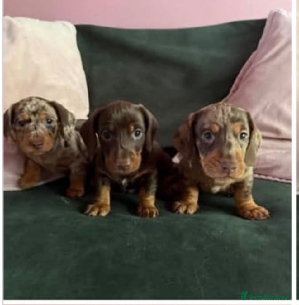 Dachshund dogs 3 beautiful unusual colours Dachshund  - Advert 8
