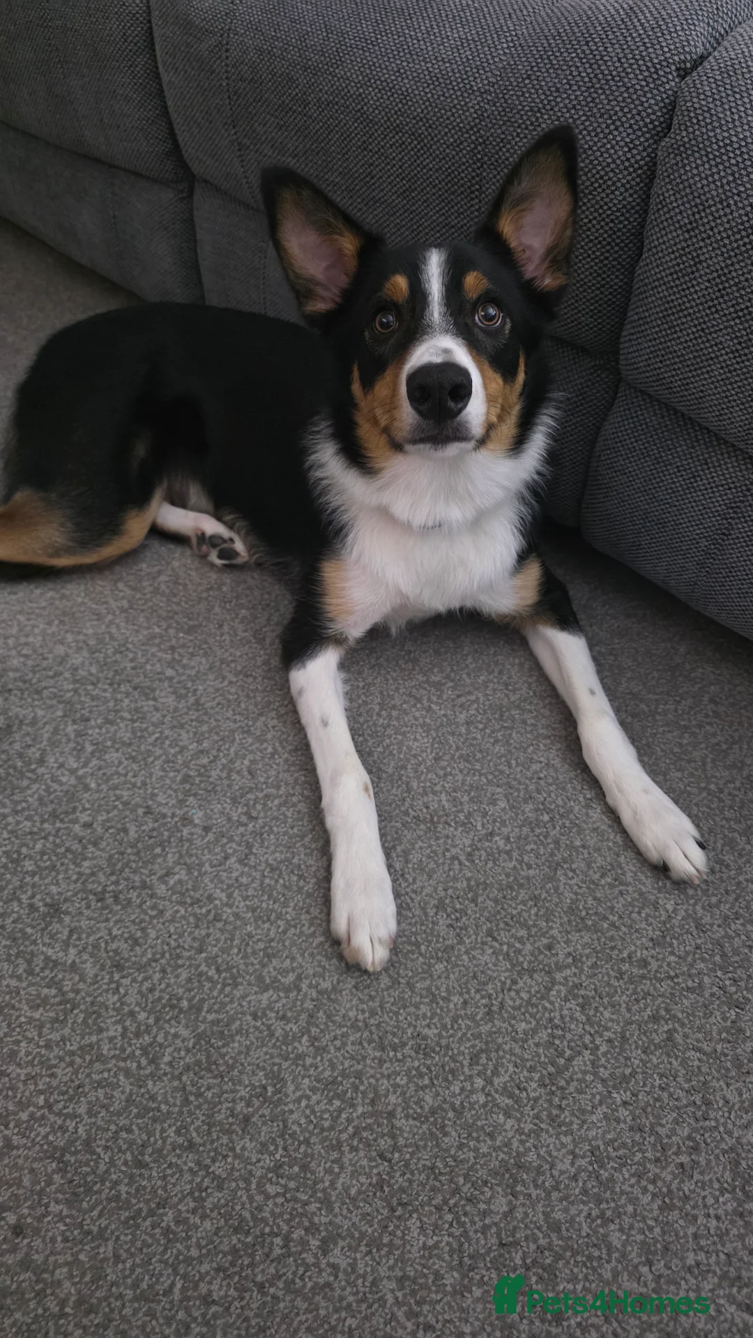 Border Collie dogs for sale: Enzo 9 month old male  - Advert 2