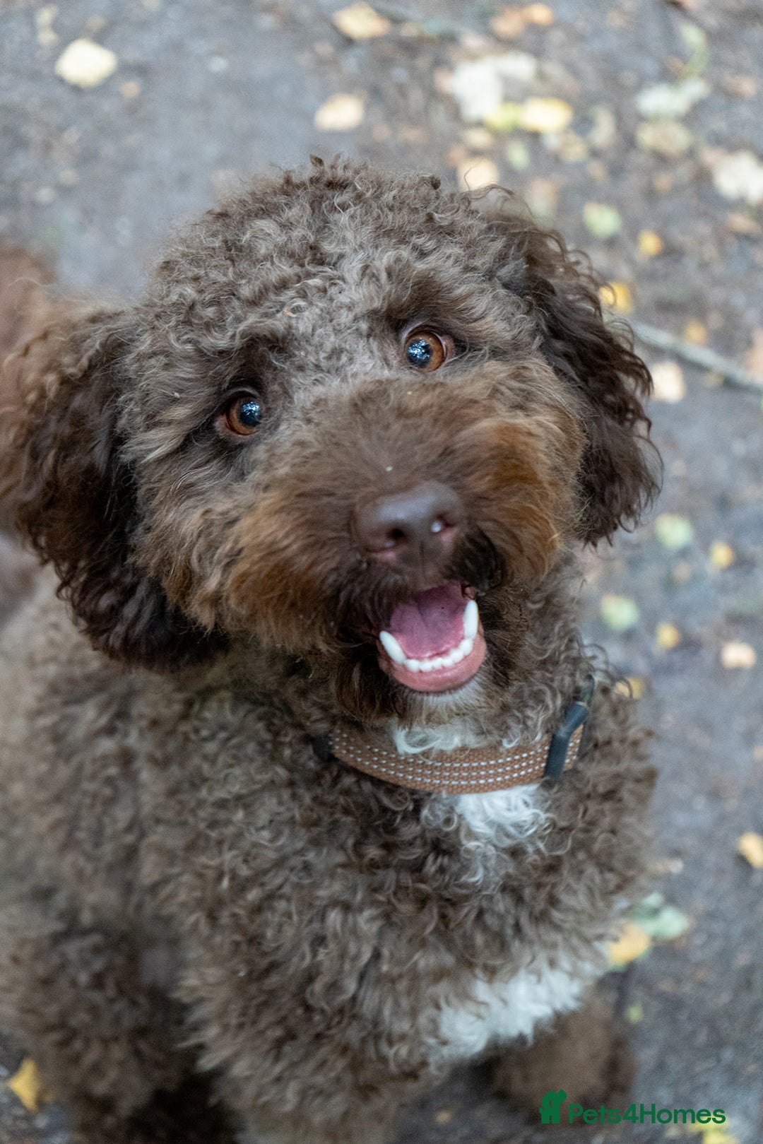 Miniature Poodle dogs for stud: MOYEN POODLE CROSS - IDEAL FOR DOODLE PUPPIES - Advert 2