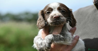 Cocker Spaniel dogs - Advert 3