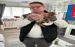 Python Snake reptiles for sale: Ball python with vivarium  - Image 4