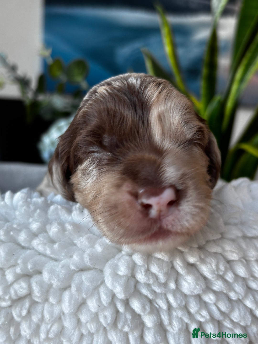 Sproodle dogs for sale: 💥 Rare Gorgeous Chocolate Merle Sproodles 🐶 - Advert 10