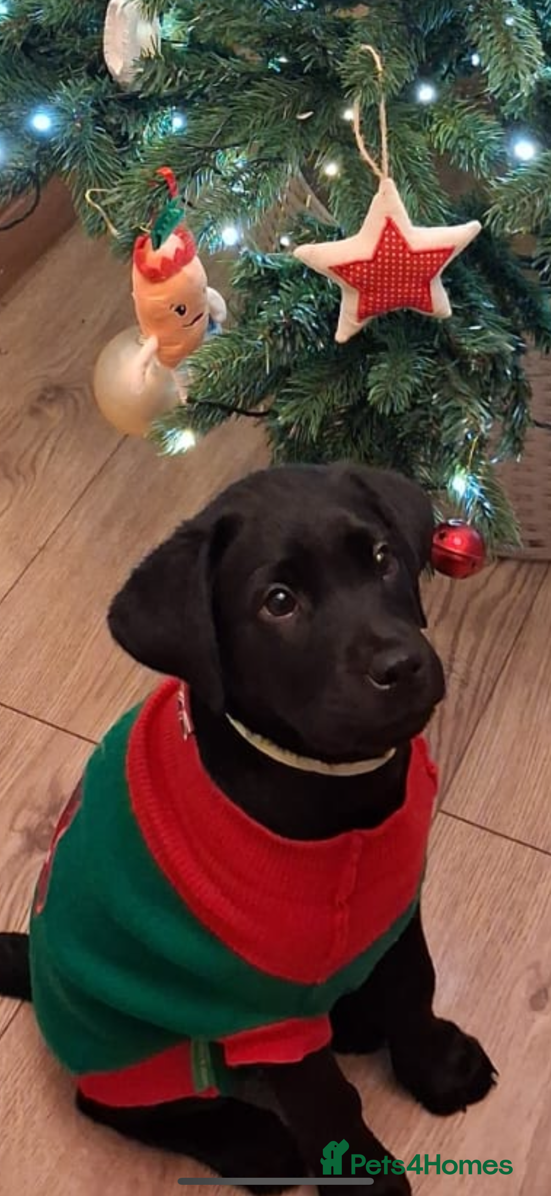 Labrador Retriever dogs for sale: Labrador puppies - Advert 1