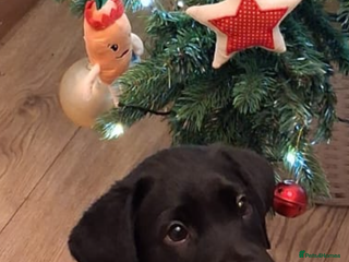 Labrador Retriever dogs Labrador puppies - Advert 12